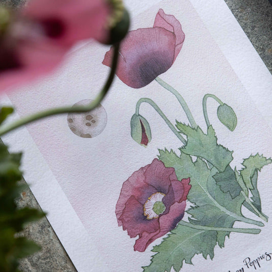 Pink Moon Poppies