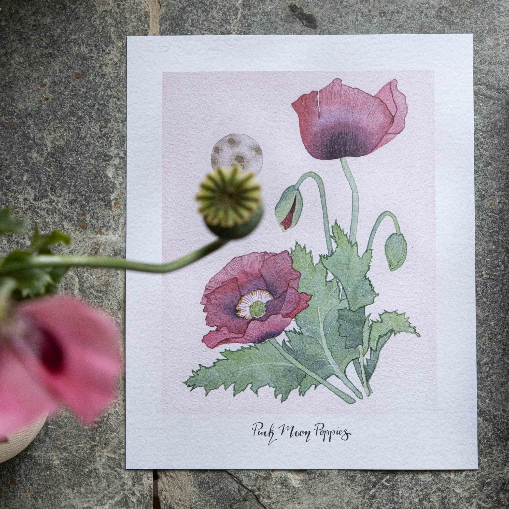 Illustration of pink poppies on a textured surface